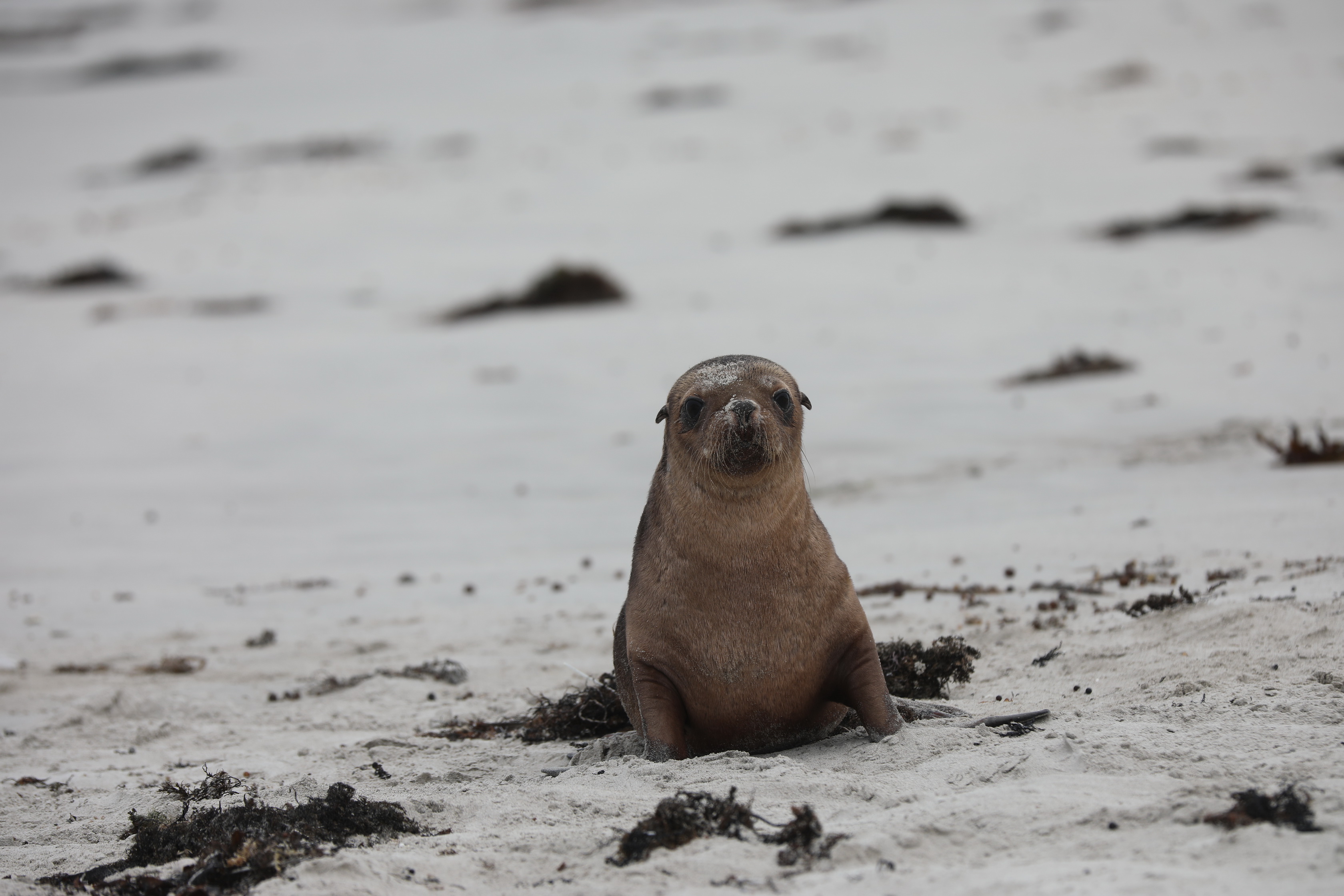 Auf nach Kangaroo Island